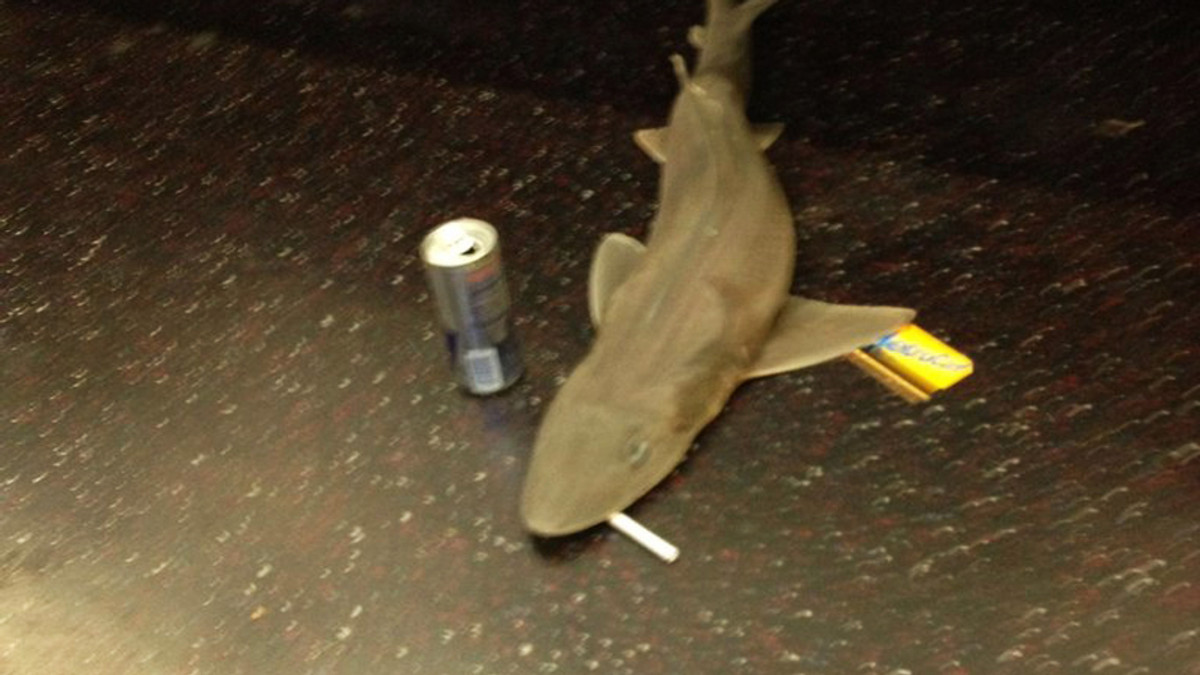 У вагоні нью-йоркського метро знайшли мертву акулу - фото 1