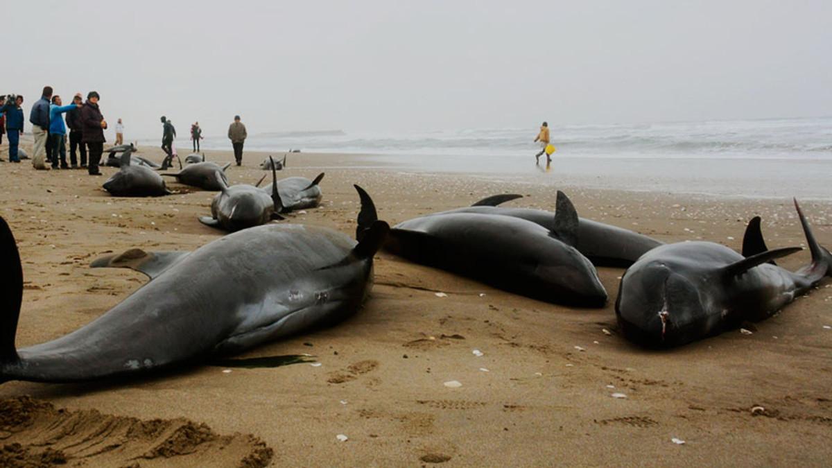 У Японії на берег викинулися 150 дельфінів (Відео) - фото 1