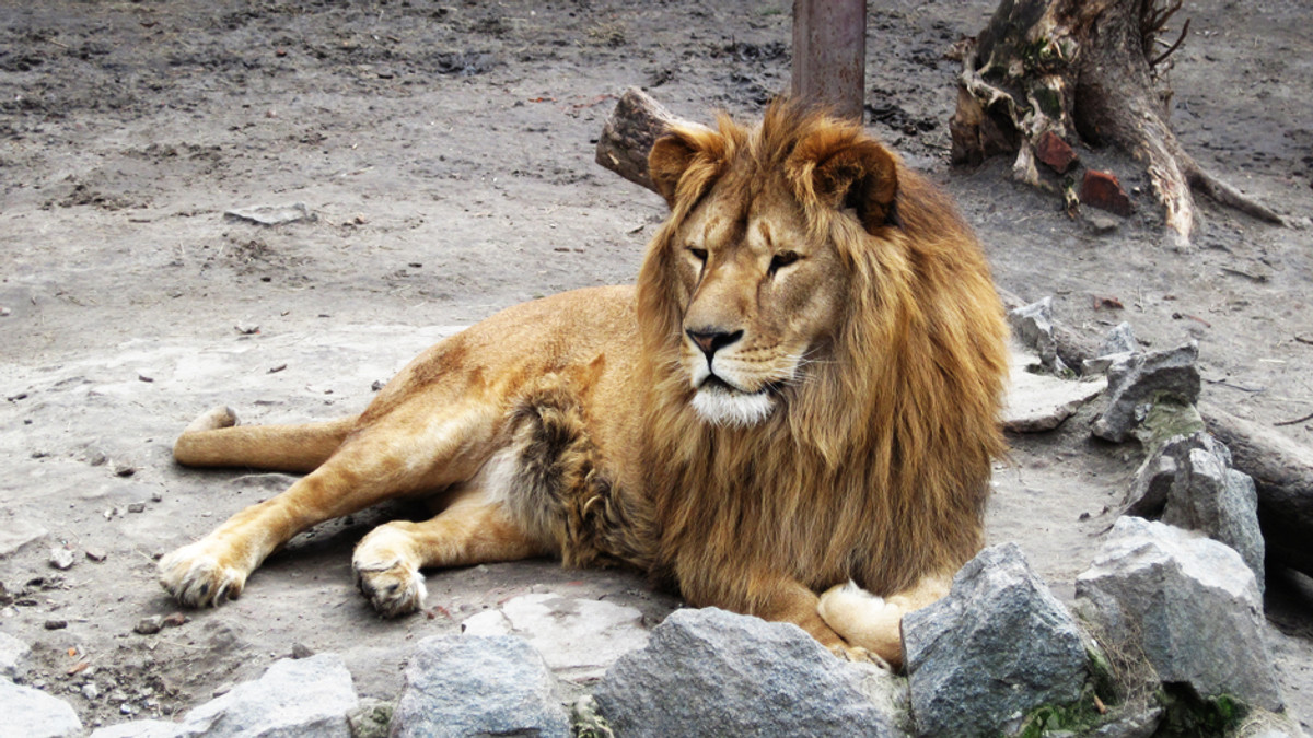 У Тбілісі лев, що втік із зоопарку, напав на людину - фото 1