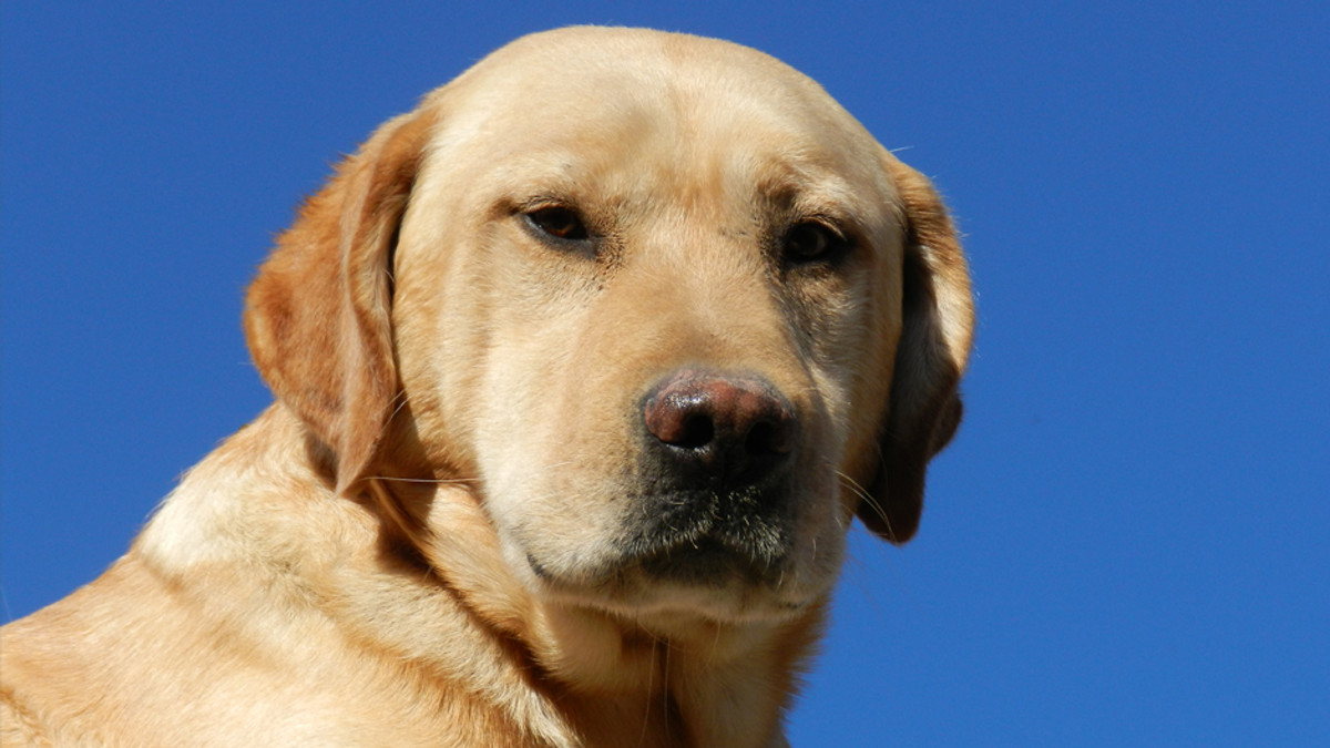 У сліпої дівчини в Москві вкрали собаку-поводиря - фото 1