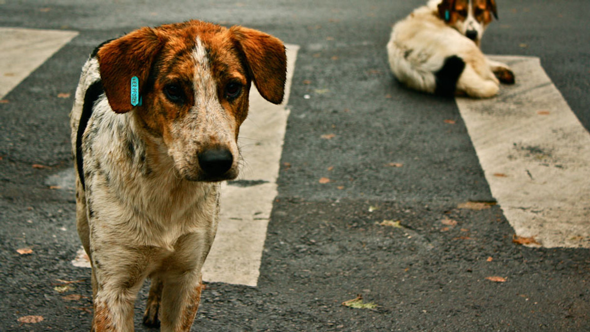 Собак з Мелітополя перевезуть до Харкова - фото 1