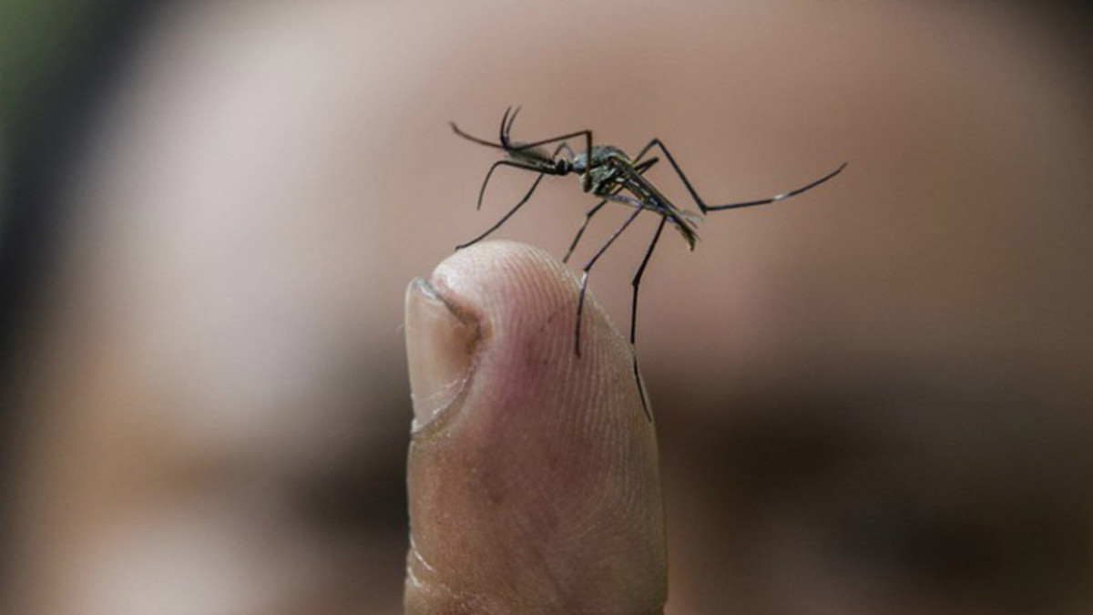 Вірус Зіка можуть потенційно переносити українські комахи - фото 1