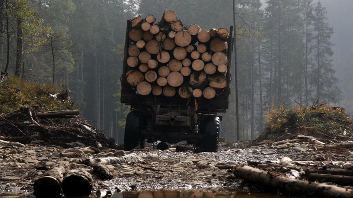 Луценко показав вражаючі фото вирубаних лісів у Карпатах - фото 1