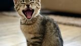 Доісторичний іспанський кіт: учені відкрили новий вид