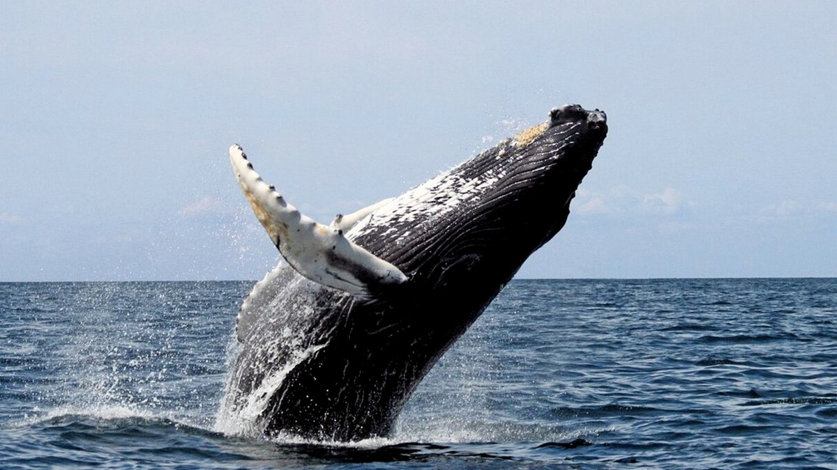 Тихоокеанські кити - фото 1