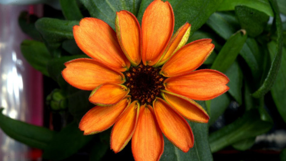 На МКС вперше в історії розпустилася квітка - фото 1