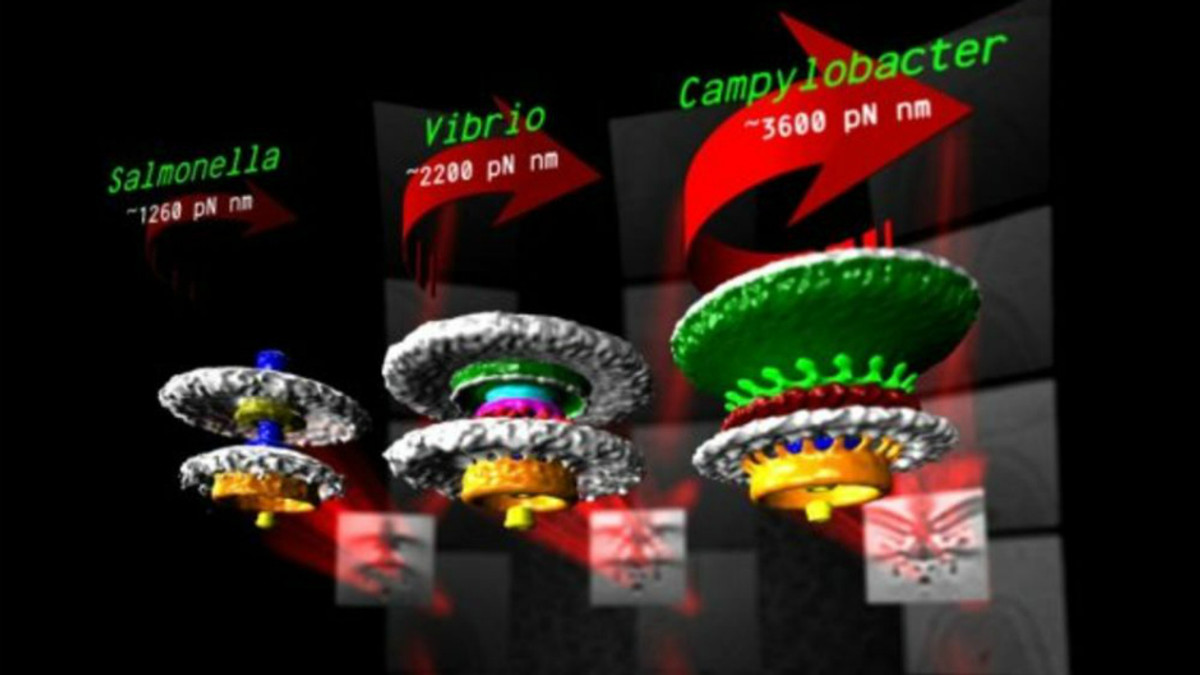 Науковці показали в 3D «біологічні колеса» бактерій - фото 1