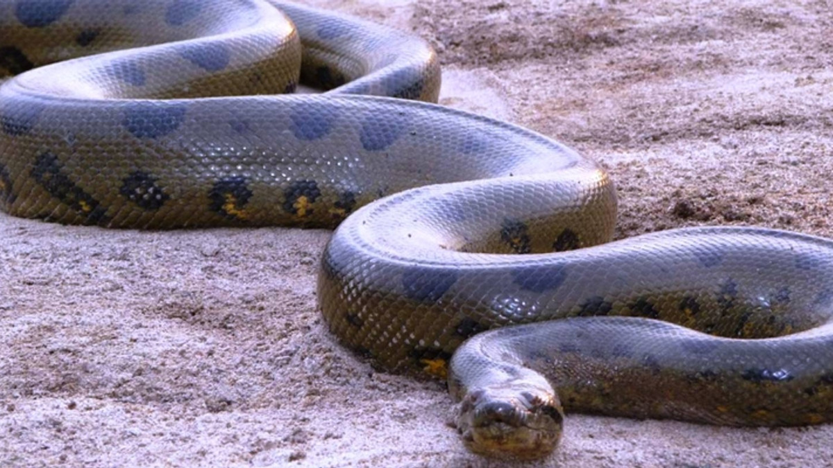 В Бразилії знайшли гігантську змію - фото 1