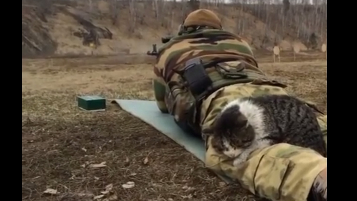 "Кіт-снайпер" оселився в зоні АТО - фото 1