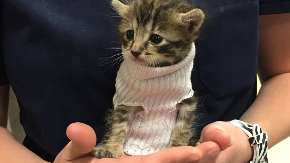У США врятоване кошеня одягли у сверт із шкарпетки - фото 1