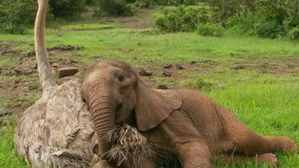 Страус доглядає за слонами, тому що думає, що він слон - фото 1