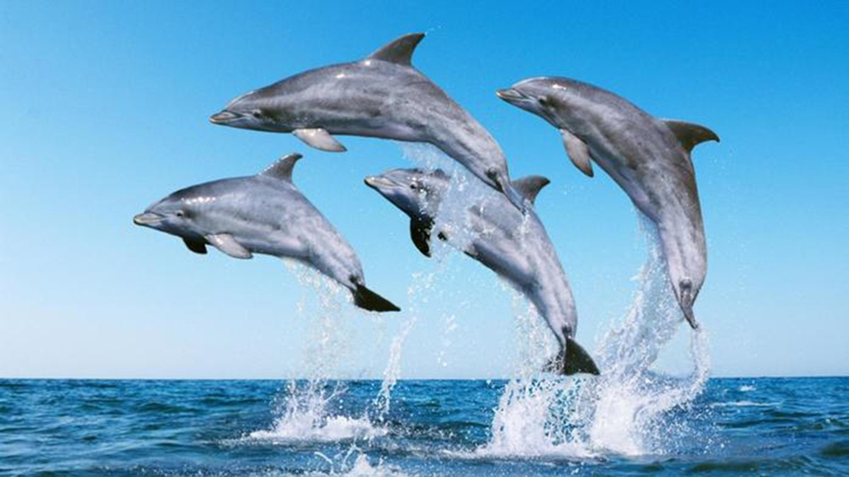 Дельфіни - фото 1