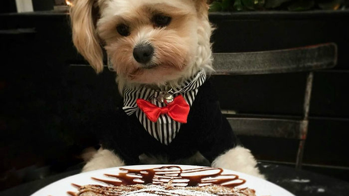 Бездомний пес підкорив Instagram і тепер їсть у найкращих закладах - фото 1