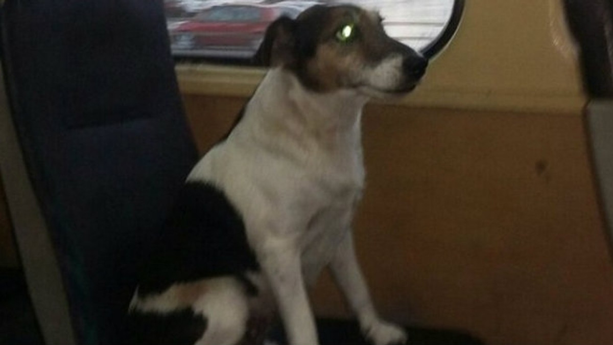 В Одесі пес став зіркою соцмереж - фото 1