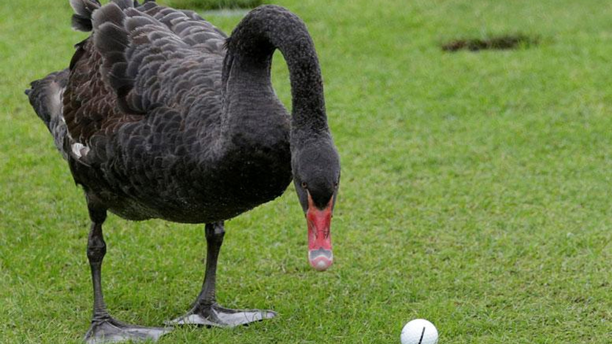 Чорні лебеді ледь взяли участь у чемпіонаті світу з гольфу - фото 1