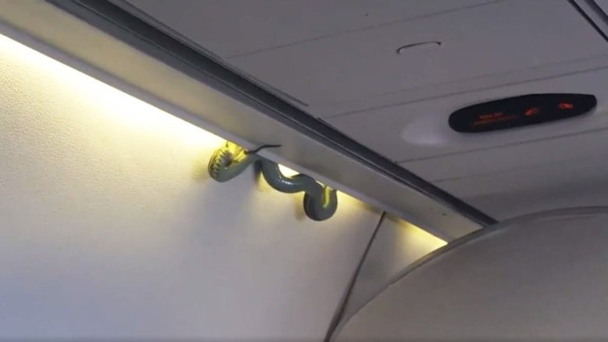 Змія в літаку - фото 1