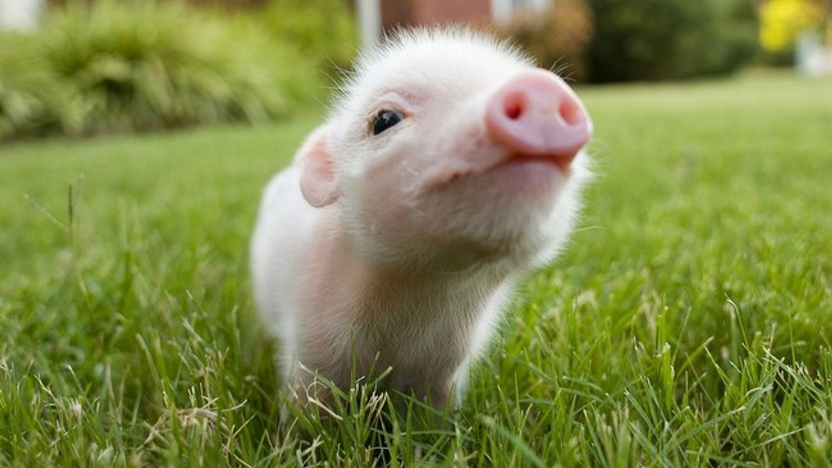 Виявилося, що свині можуть бути оптимістами або песимістами - фото 1