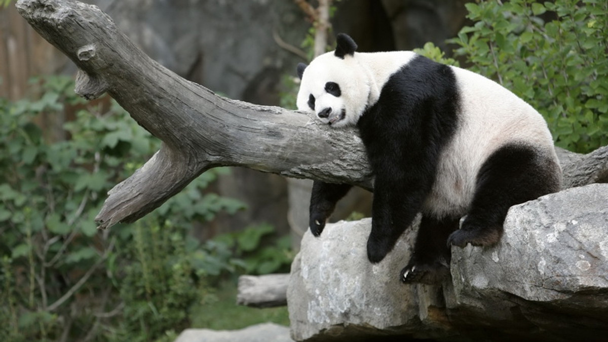 Чому краще не будити панду: кумедне відео підкорило мережу - фото 1
