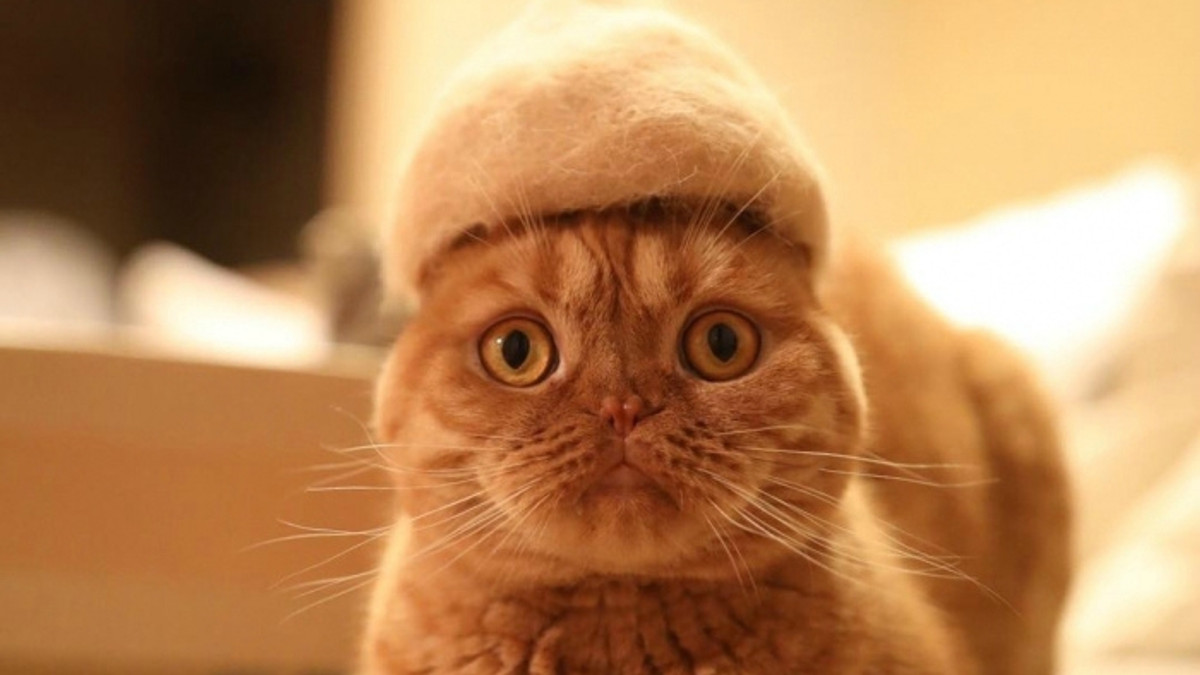 Японець знайшов креативне використання котячій шерсті - фото 1