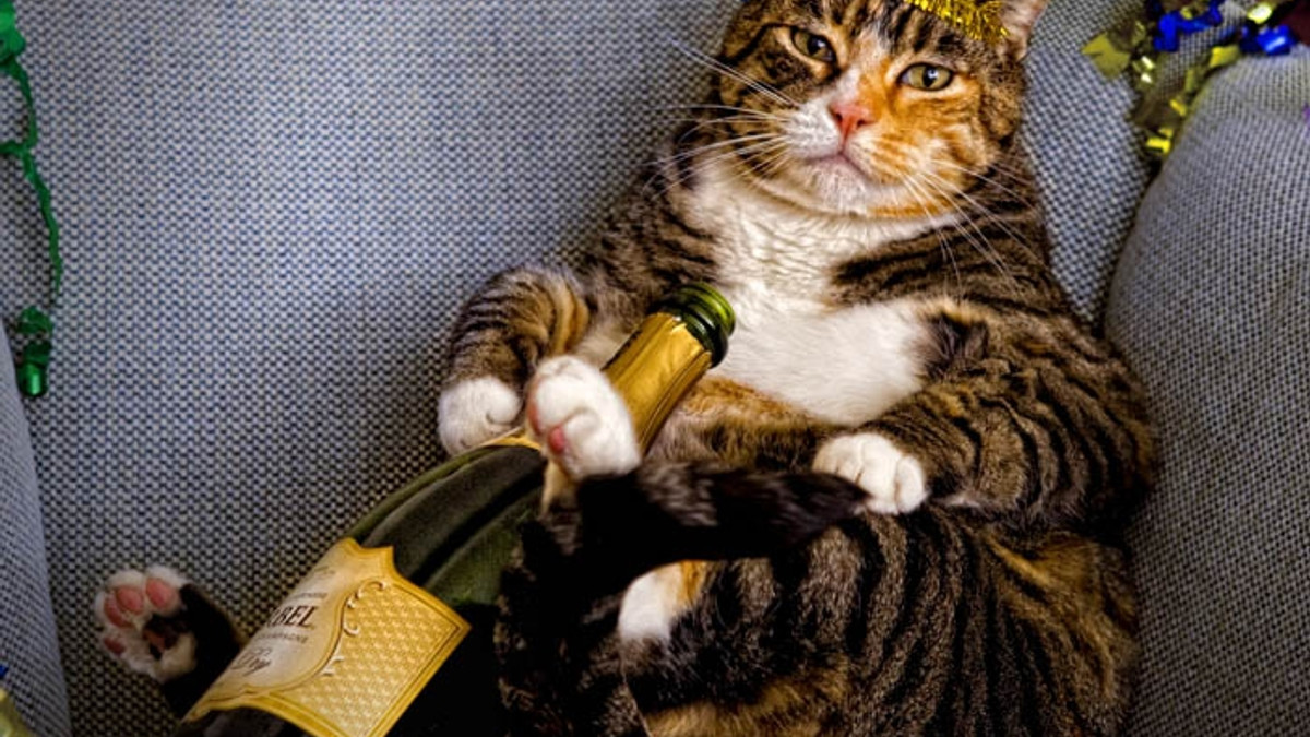 Як коти готуються до новорічних свят: кумедні фото - фото 1