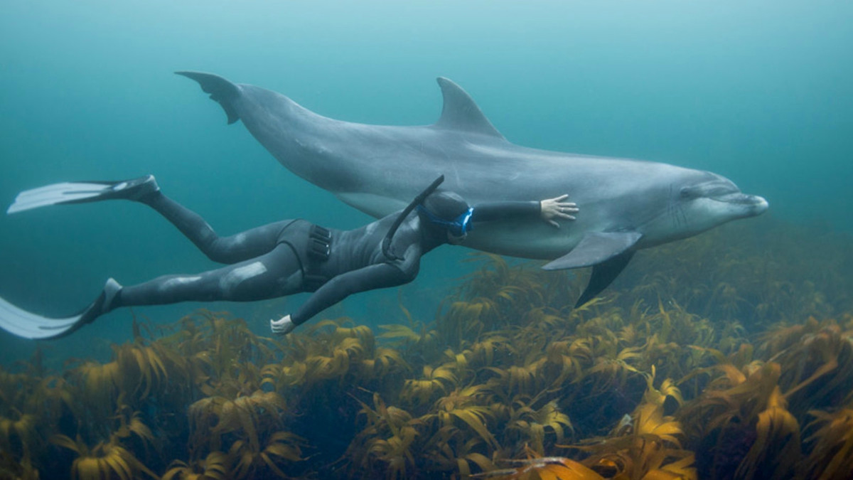 Стало відомо, до чого призводять контакти дельфінів із людьми - фото 1
