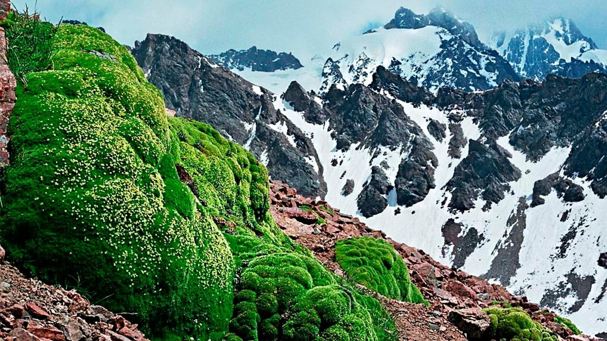 Вчені знайшли рослинність на рекордних висотах - фото 1