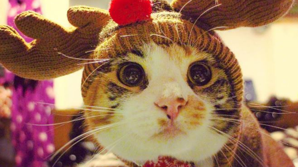 Санта-мяус: У соцмережах з'явився новий котячий флешмоб - фото 1