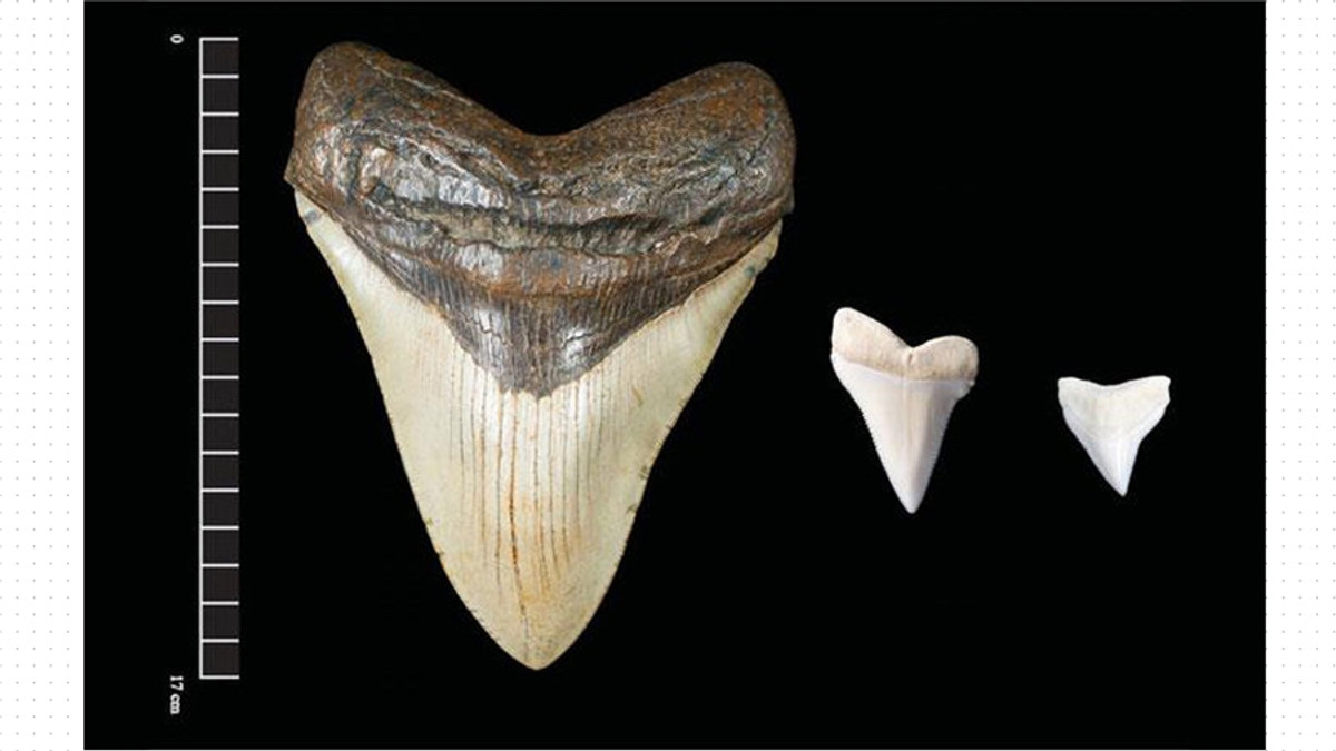 Зуби мегалодона - фото 1