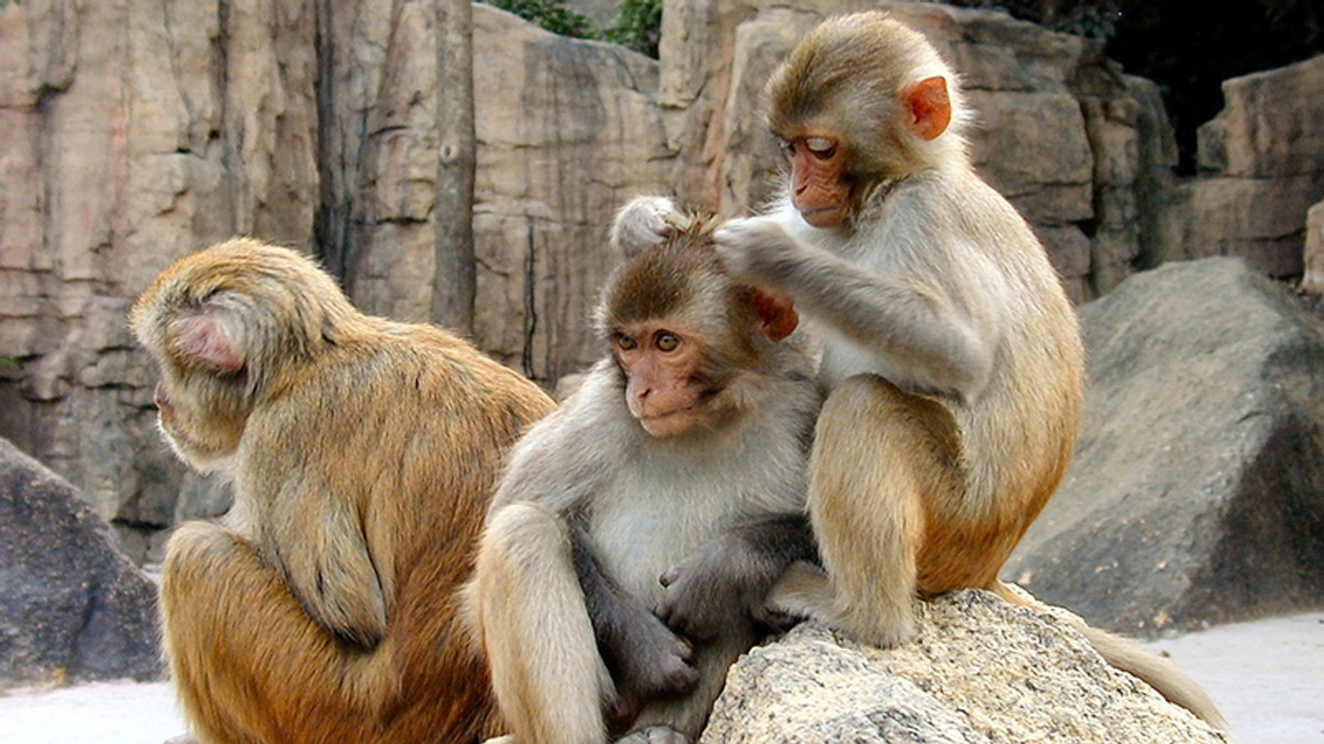 Мавпи-лангури - фото 1