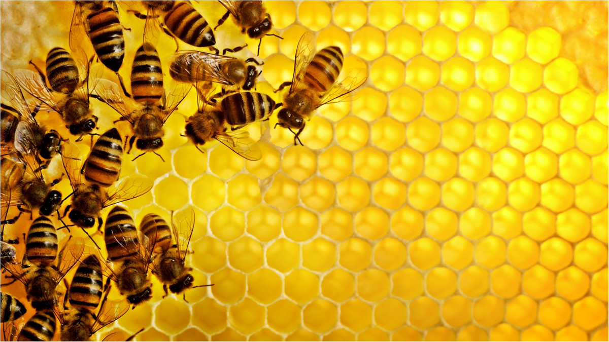 Бджолині стільники - фото 1