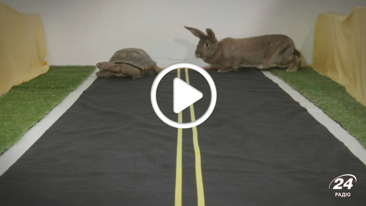 Змагання кролика і черепахи - фото 1