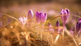Весна у польських горах: фото, від яких перехоплює дух