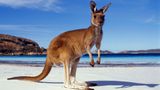 Як кенгуру обороняють повітряний простір Австралії: кумедне відео
