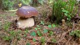 У зоні ЧАЕС ростуть гриби-велетні: фотофакт
