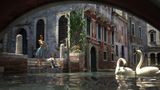 Лебеді у Венеції, дикі кабани та дельфіни: що з цього насправді фейк