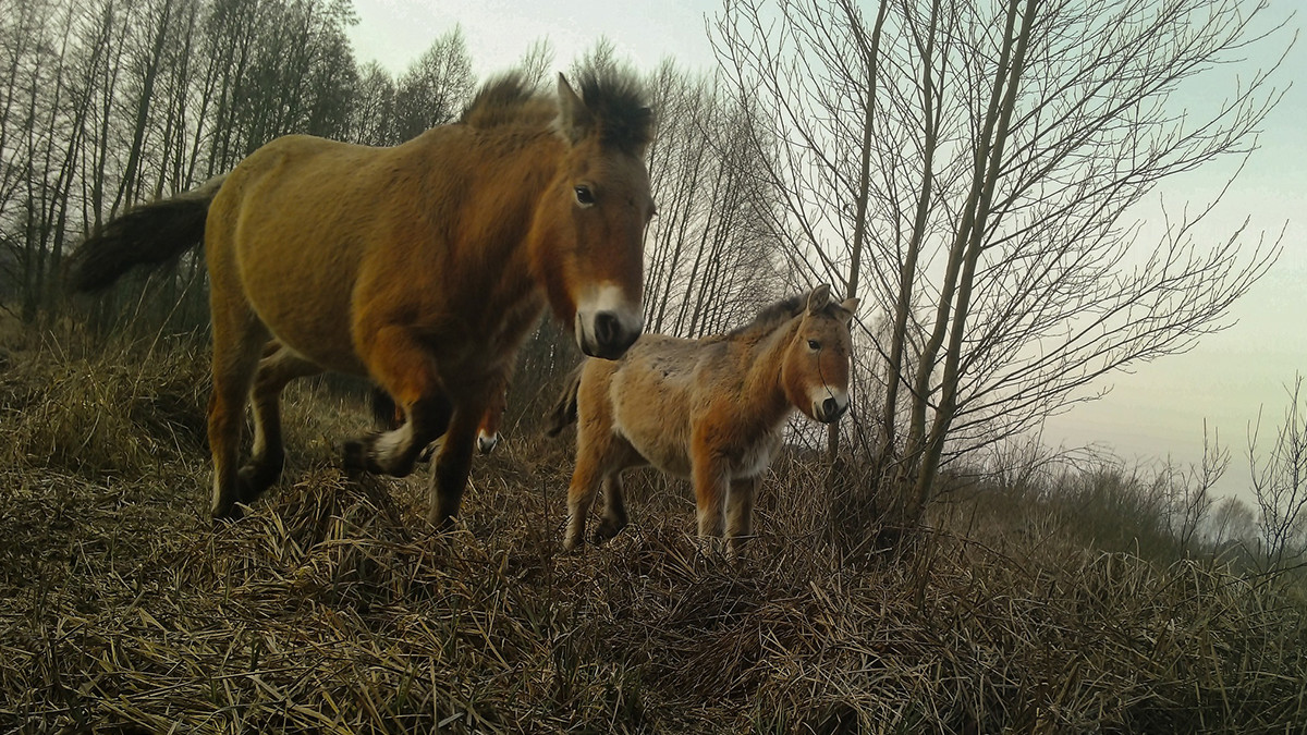 У Чорнобилі зняли потомство коней Пржевальського: кадр з фотопастки - фото 1