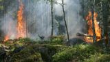 В Україні надзвичайний рівень пожежної небезпеки 22-23 липня – ДСНС