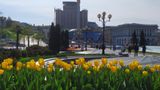 У Києві починають квітнути нідерландські тюльпани