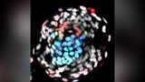 Вчені виростили штучні ембріони людини без використання статевих клітин: деталі