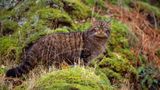 У Британії на волю вперше випустили шотландських диких котів: чому це важливо