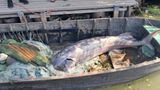 На Одещині браконьєри вбили 125-кілограмову червонокнижну білугу