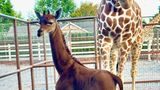 Чудо природи: в американському зоопарку народилася єдина у світі жирафа без плям