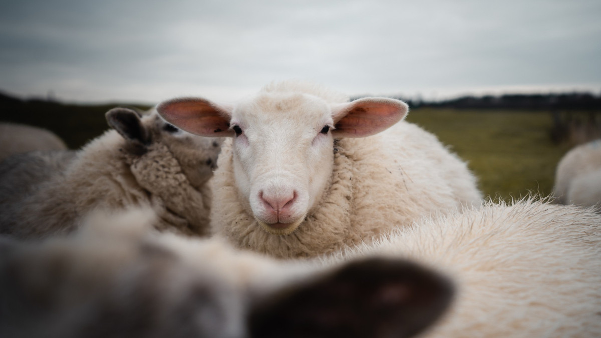 Вівці паслися у теплиці з медичним канабісом - фото 1