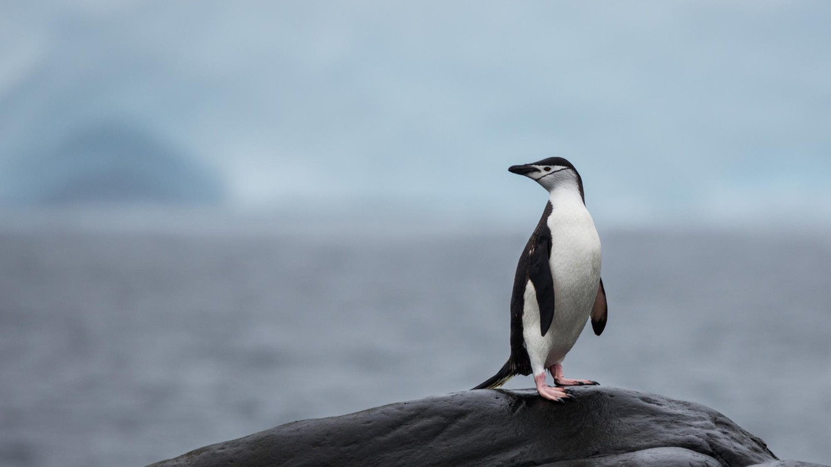 Пінгвіни по 10 тисяч разів на день дрімають - фото 1