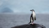 Арктичні пінгвіни навчилися спати по 10 тисяч разів на день