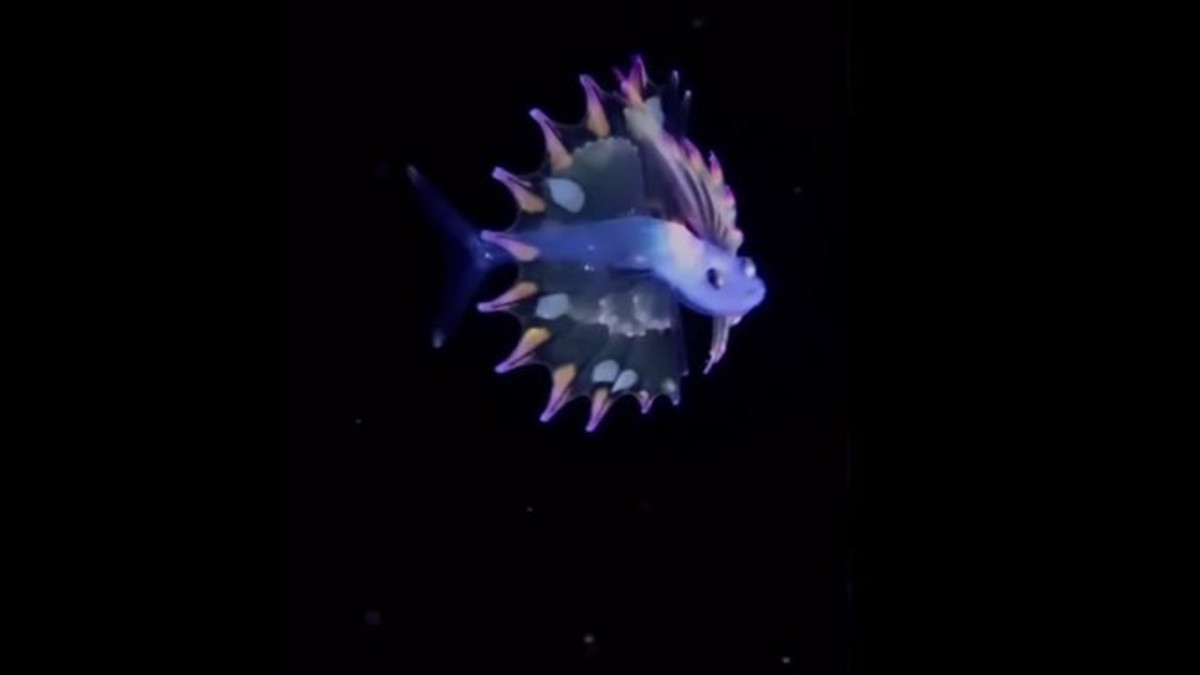 Найкрасивіша личинка в океані - фото 1
