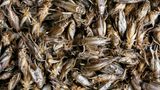 Хліб із цвіркунів: в Італії дозволили продавати борошно з комах