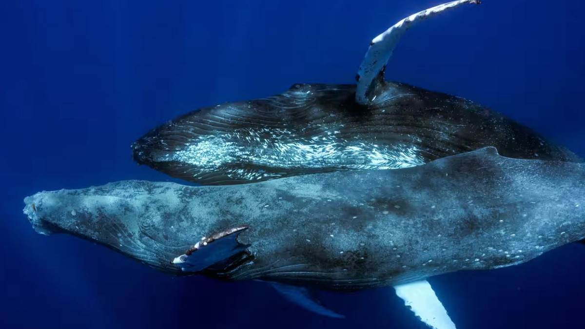 Одностатевий секс горбатих китів зняли на камеру - фото 1