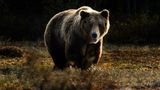 У Словаччині ведмідь вдруге за три дні напав на перехожих